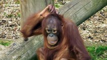 Orangutan youngster twirls her hair to copy carer