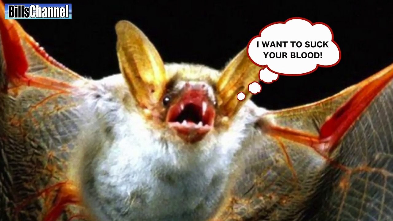 WORLDS BIGGEST BAT CAPTURED - real or fake