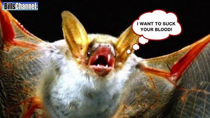WORLDS BIGGEST BAT CAPTURED - real or fake