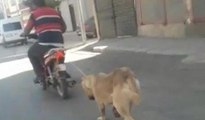 Köpeğe işkence kamerada: Boğazına ip geçirip motosikletin arkasında sürükledi