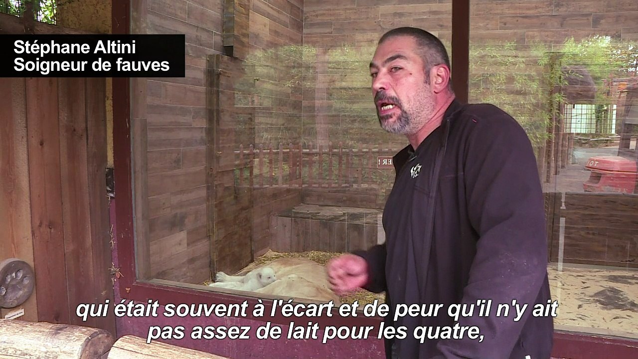Naissances de 4 bébés lions blancs au Zoo d'Amnéville