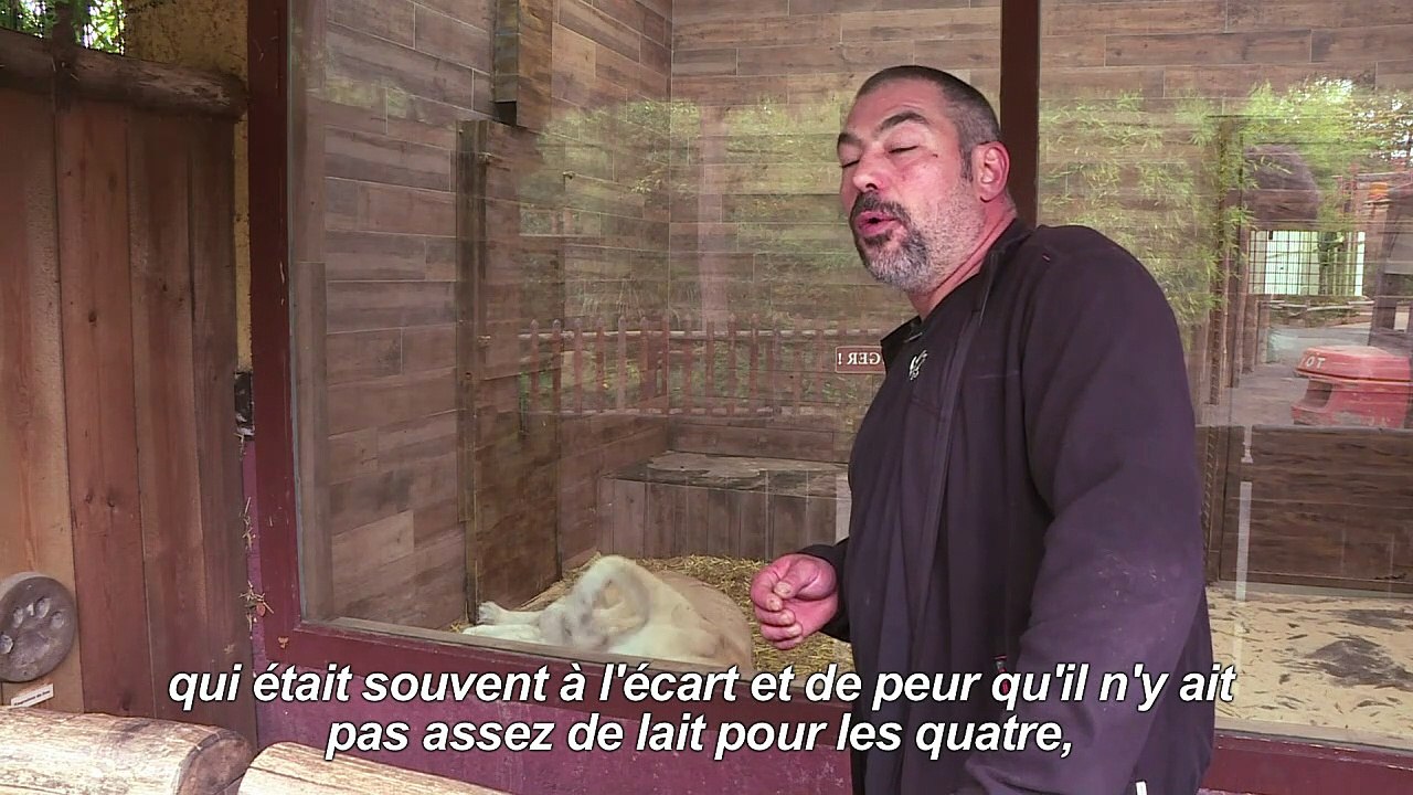 Naissances de 4 bébés lions blancs au Zoo d'Amnéville