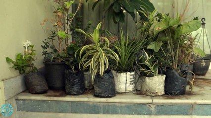 Gift Peace With Plants | Happy Diwali | NaturesBuggy