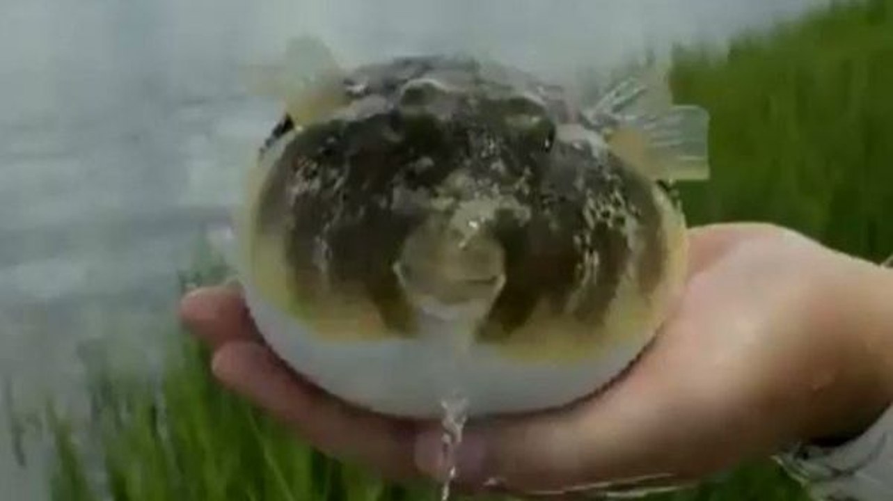 Un poisson-globe se dégonfle