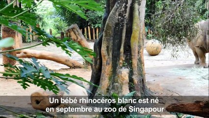 A Singapour, première sortie en public pour un bébé rhinocéros