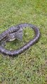 Un Australien filme l'attaque dun python tapis
