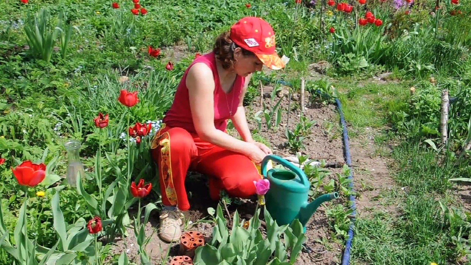 Уход за тюльпанами весной. Тюльпаны в огороде. Женщина с тюльпанами на даче. Полив тюльпанов.