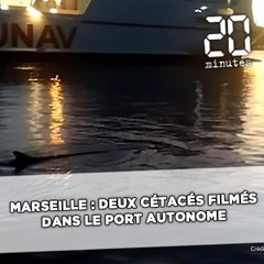 Marseille: Deux cétacés filmés dans le port autonome