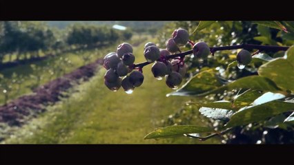 Cold Moon (2016) Fragman