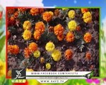 Kay2 Sehar Colors of KPK ( 11-10-2017 )