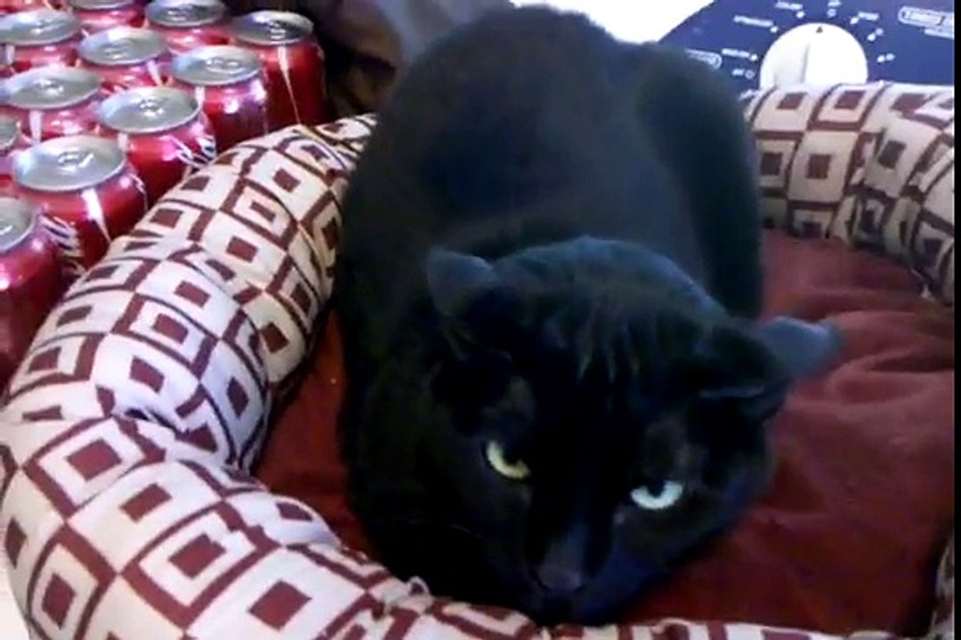 Angry cat vs nice cat and worried dog