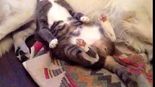 Cat and Dog . part 1