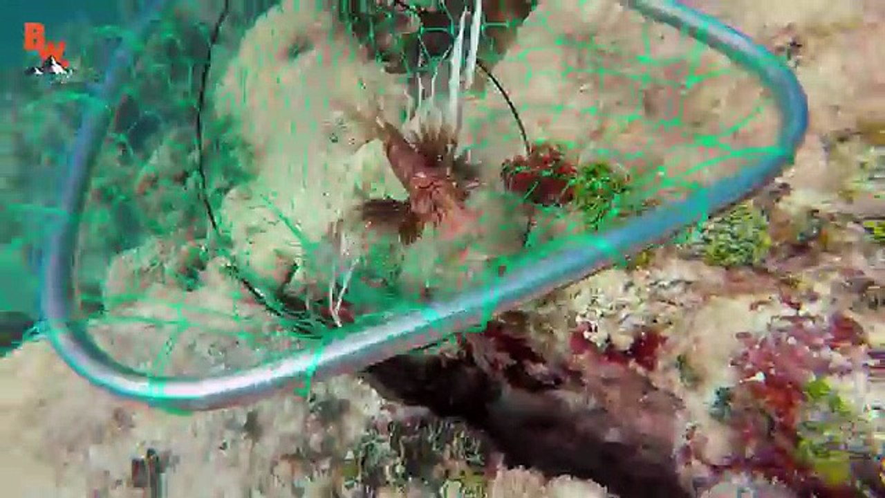 STUNG by a LIONFISH!