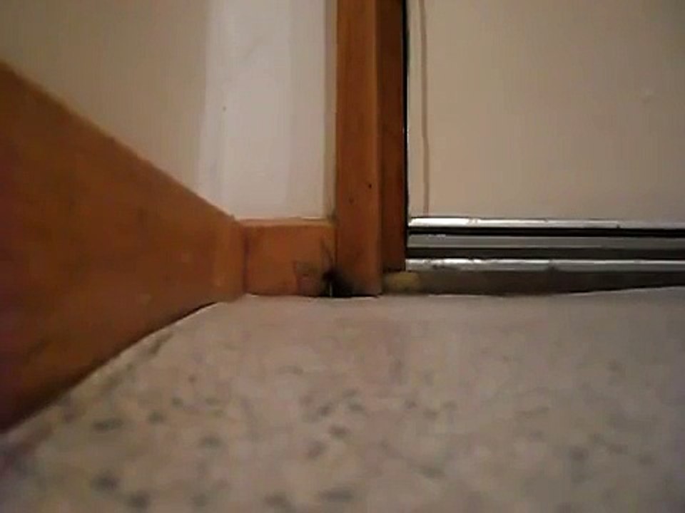 Voici pourquoi il faut réfléchir à deux fois avant d’écraser une araignée