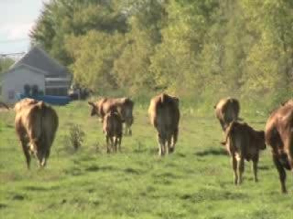 vaches  11,7