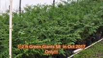 Special Sale on Potted Green Giants   Just $8 in Oct 2017      1-2 ft tall plants   Lots of trees available