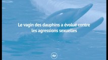 Le vagin des dauphins a évolué contre les agressions sexuelles