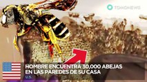 Abejas dentro de la pared: Hombre encuentra 30,000 abejas dentro de su casa - To