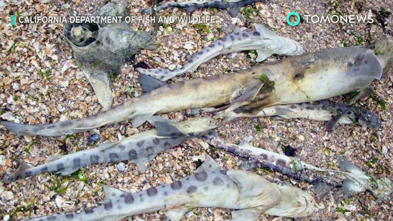 Parásito come-cerebro: Tiburones y otros animales marinos muertos San Francisco - TomoNews