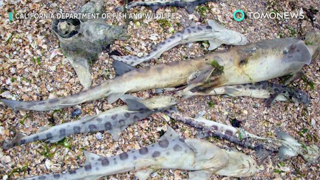 Parásito come-cerebro: Tiburones y otros animales marinos muertos San Francisco - TomoNews
