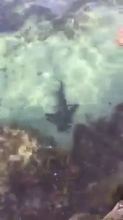 Une femme attrape un requin à la main pour l'aider à regagner la mer !