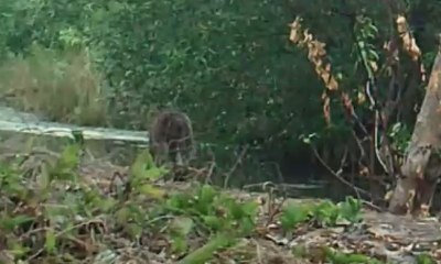 Terekam Kamera: Satwa Langka yang Diduga Kucing Bakau
