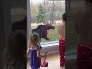 Moose Take Shortcut Through Family's Backyard