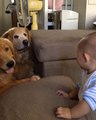 Cute Baby Fascinated By 2 Patient Pooches
