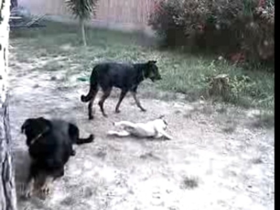 Anis et les beaucerons