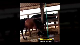 Vaca tenta matar menino