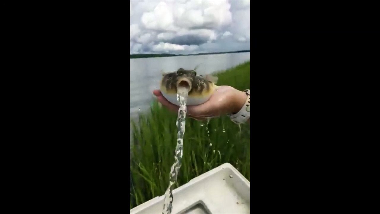 Ce poisson-globe se dégonfle... Des litres d'eau!