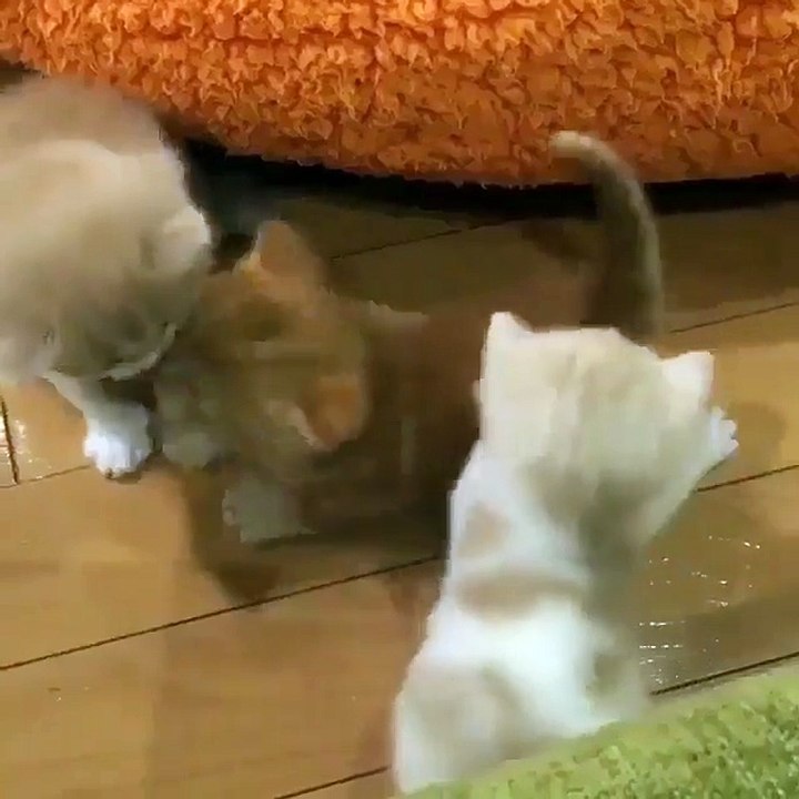 Video Kucing Lucu #019 | Vera Kitty 2017