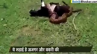 سانپ نے بکری کو لپیٹ رکھا ہےبہت مشکل سے جان بچائ ایسا ویڈیو بہت کم دیکھنے کو ملتا ھے  ویڈیو دیکھو او