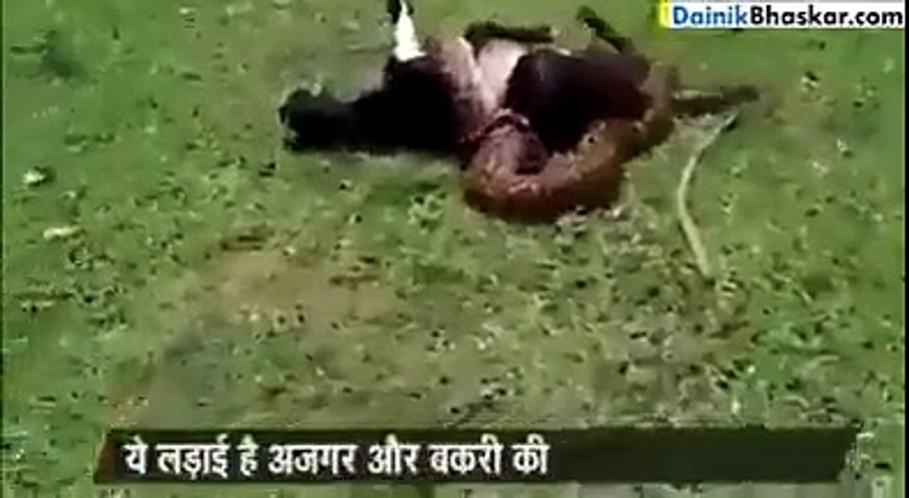 سانپ نے بکری کو لپیٹ رکھا ہےبہت مشکل سے جان بچائ ایسا ویڈیو بہت کم دیکھنے کو ملتا ھے  ویڈیو دیکھو او