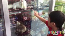Toddler visits a PET SHOP | Dogs, Cats, Puppies, Kittens. Family playtime toys for kids