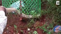 Baby Cobra Trapped In Iron Mesh rescued Using Pair Of Scissors