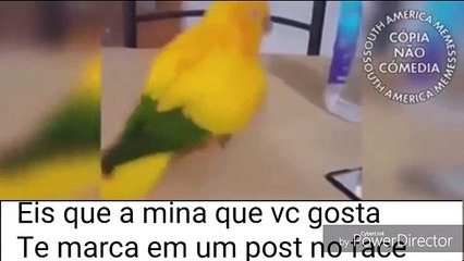 OS MELHORES MEMES DO SOUTH AMERICA MEMES (SAM) 9