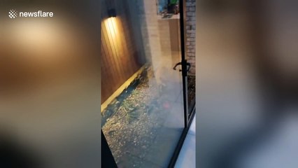 Dublin man frees fox trapped in his house