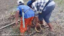 A Girl Catch Big Cobra Snake by Digging Hole - How To Catch Big Snake in Cambodia