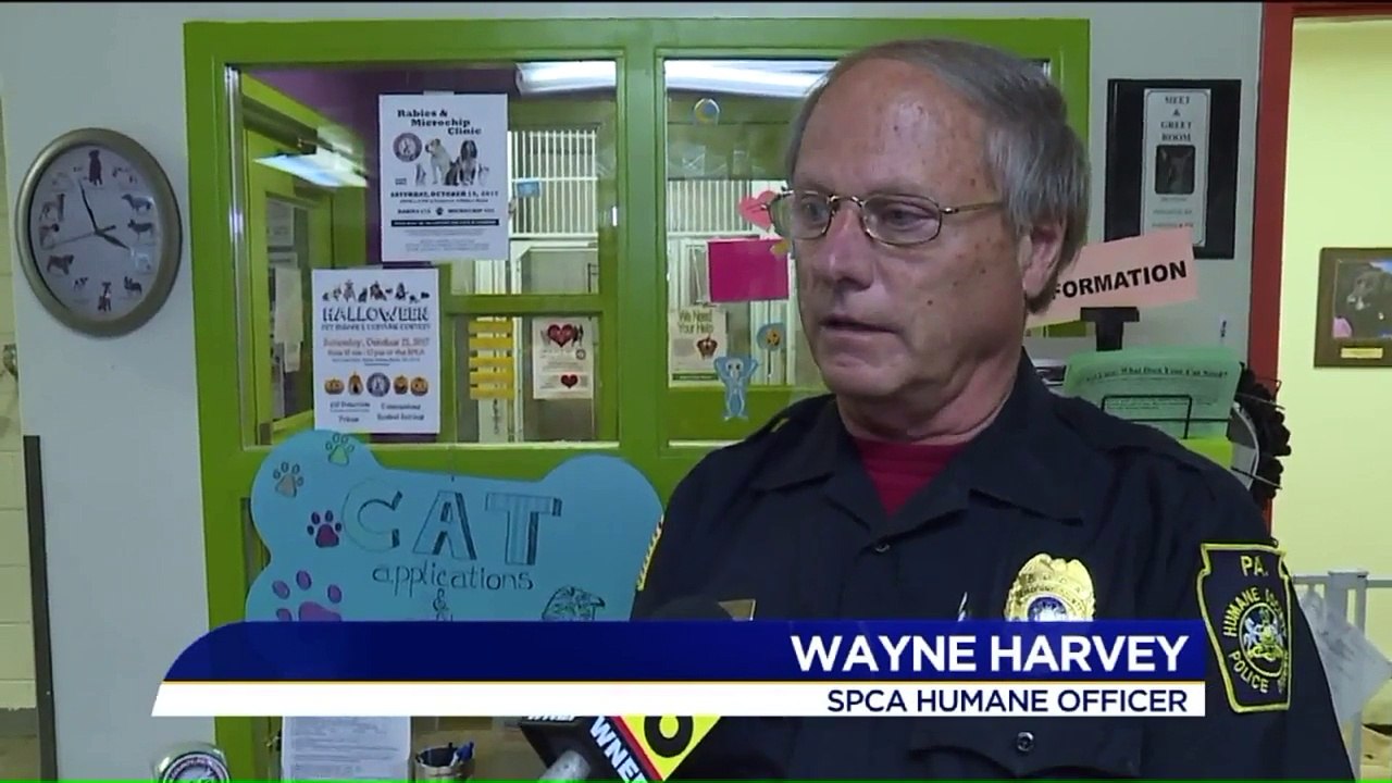 Man Facing Animal Cruelty Charges After Stabbing Pet Cat to Death