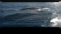 Blauwale vor der Küste Spaniens verblüffen Forscher