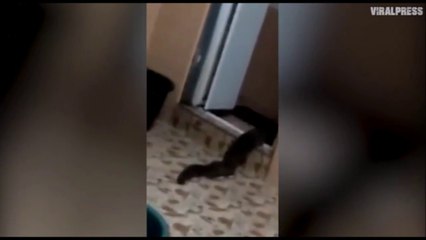 Mais quelle est cette créature monstrueuse qui sort des toilettes en malaisie