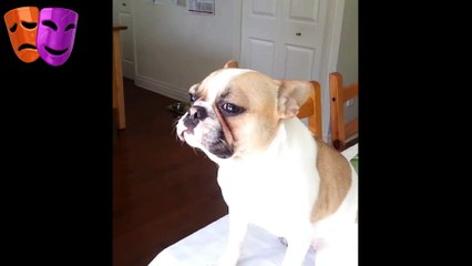 Videos de Perros arrepentidos 2017