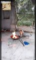 Monkey discovers fire!