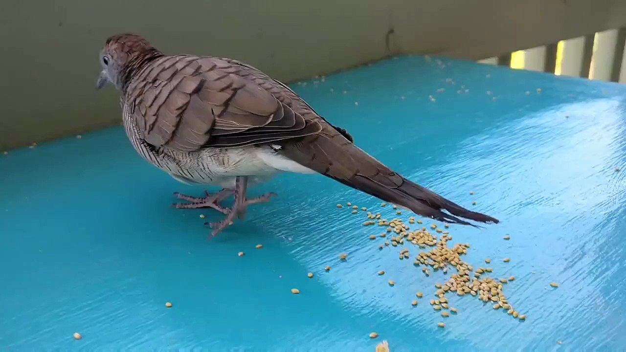Une colombe qui adore les câlins