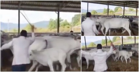 Aprendeu da pior maneira de que não é com chicotadas que se deve lidar com o gado