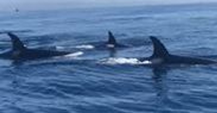 Whale Watching Tour Captures Rare Sighting Off San Diego