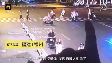 Szörnyű kegyetlenség nyíllal lőtte át szomszédja kiskutyáját egy férfi