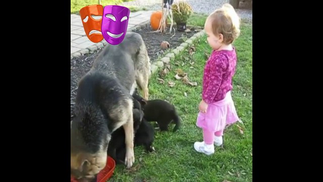 Video de amor perruno materno 2017