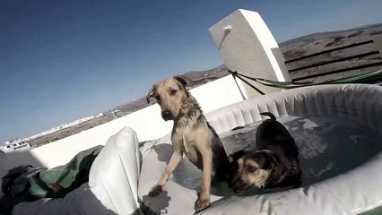Large dogs play in pool | Baja Dog Vlog